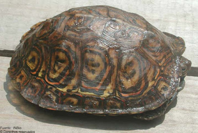 Tortuga pintada del bosque Rhinoclemmys pulcherrima