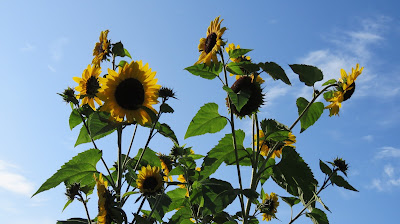 Sunflowers on the HenSafe Smallholding