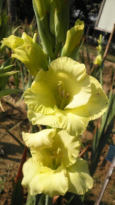 yellow gladiolus, like it?