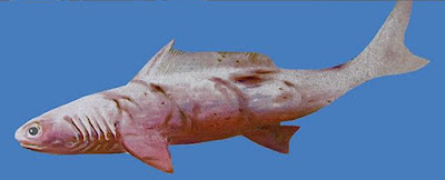 Shark fossil with bone kimberley region western australia