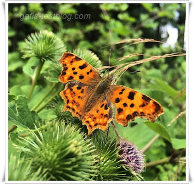 Schmetterling