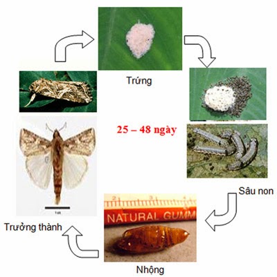 Sâu khoang và biện pháp phòng trừ