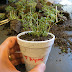 Herb Transplanting: Thyme and Oregano into Cups