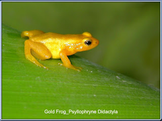 Gold Frog (Katak Emas)