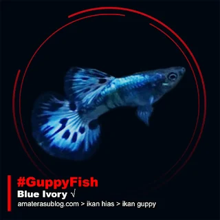 Jenis Ikan Guppy Terpopuler di Indonesia