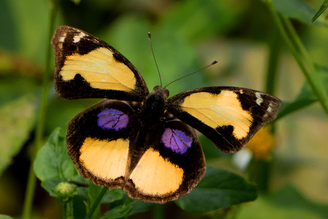 Junonia hierta the Yellow Pansy butterfly