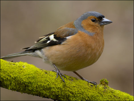 Garden Birds on Birds Uk  Garden Birds South Africa  Garden Birds Poster  Garden Birds