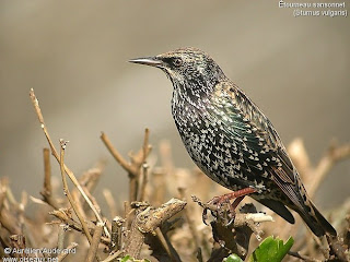 estornino pinto Sturnus vulgaris