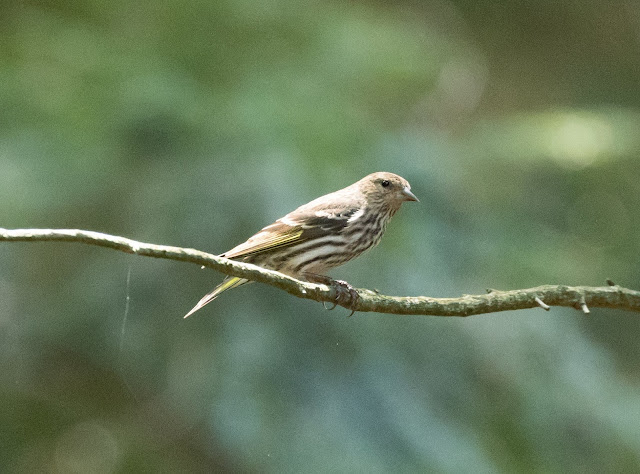 Pine Siskin - Hartwick Pines, Michigan, USA