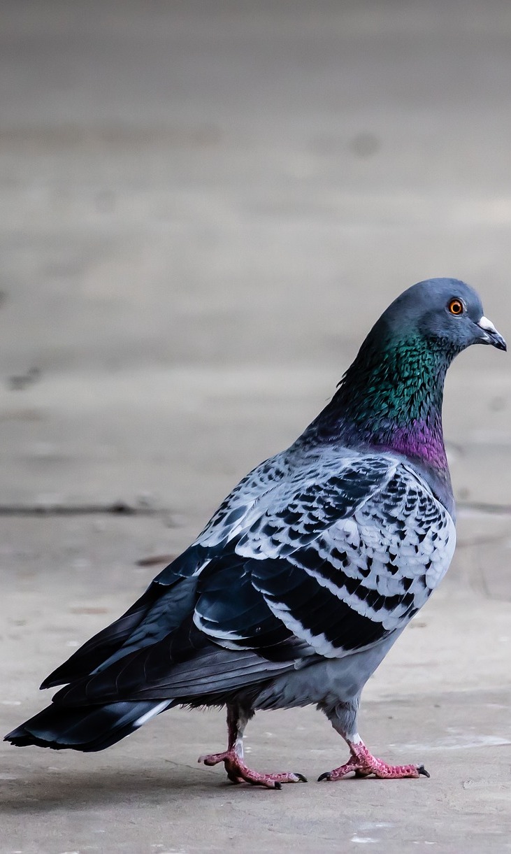 A pigeon walking on a concrete road.