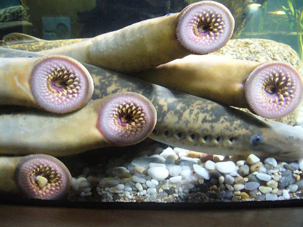 Lamprey - 22 Bizzarre Animals You Probably Didn’t Know Exist