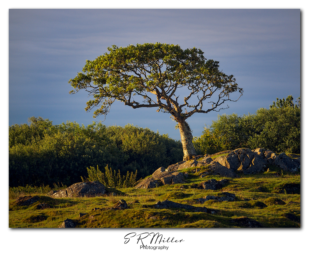 Plumpton tree