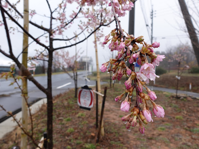 鳥取県西伯郡伯耆町丸山　伯耆町交流の森の河津桜