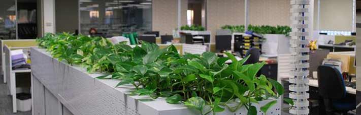 Indoor Planter Boxes Foliage Indoor Plant Hire