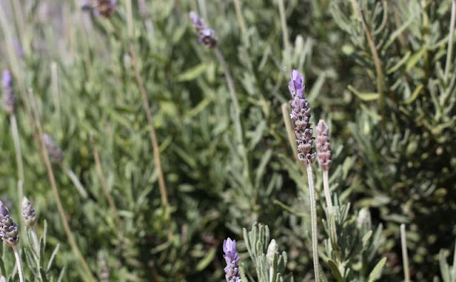 Lavender Flowers