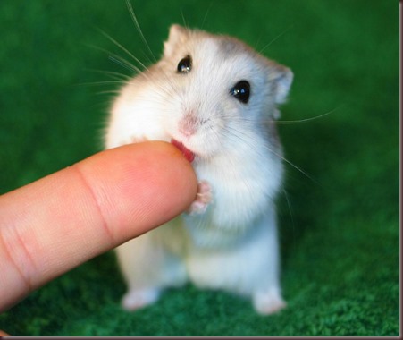 Amazing Animals Pictures Hamster (12)