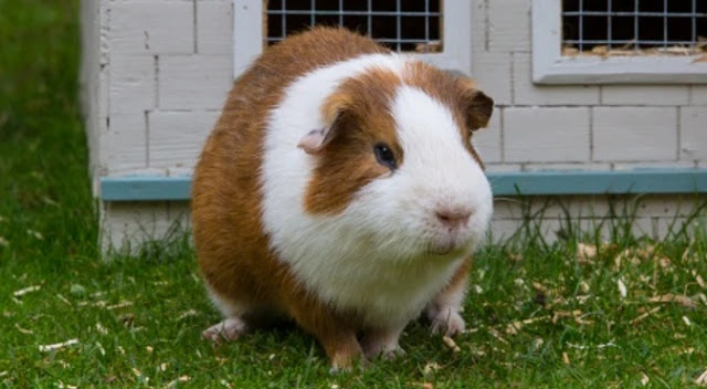 guinea-pig-lifespan-in-captivity