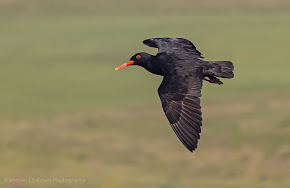African Oystercatcher Canon EOS R6 / RF 600mm f/11 IS STM Lens : ISO 640 / 1/2500s