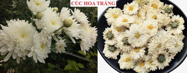 Cây Hoa Chữa Bệnh - CÚC HOA TRẮNG