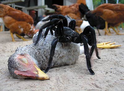 spider eating chicken