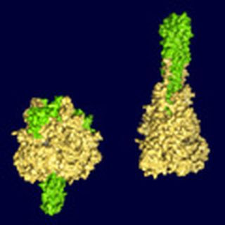 Caption: Structure of the F protein before (left) and after (right) viral fusion. Courtesy of Theodore Jardetzky.