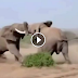 ++ Most Amazing Wild Animal Attacks,Eagle attacks Wolf,Elephant Vs Lions Attack, Rhino – Rachel  ++