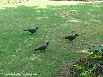 House Crow