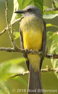 Tropical Kingbird