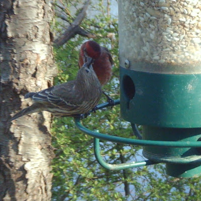 House finches