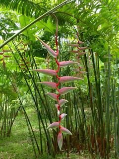 Heliconia chartacea 'Sexy Pink' 