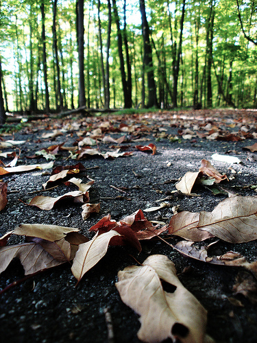 leaves in woods