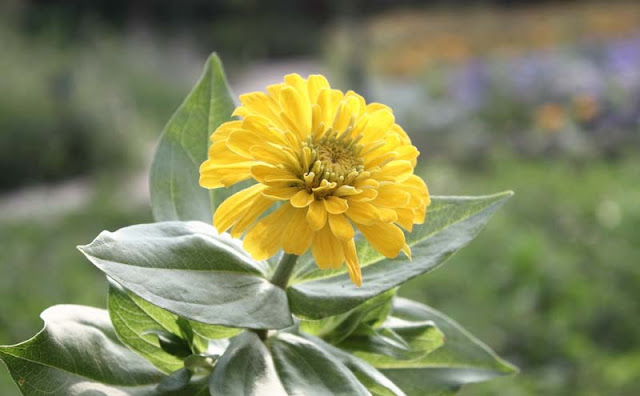 Zinnia Flowers