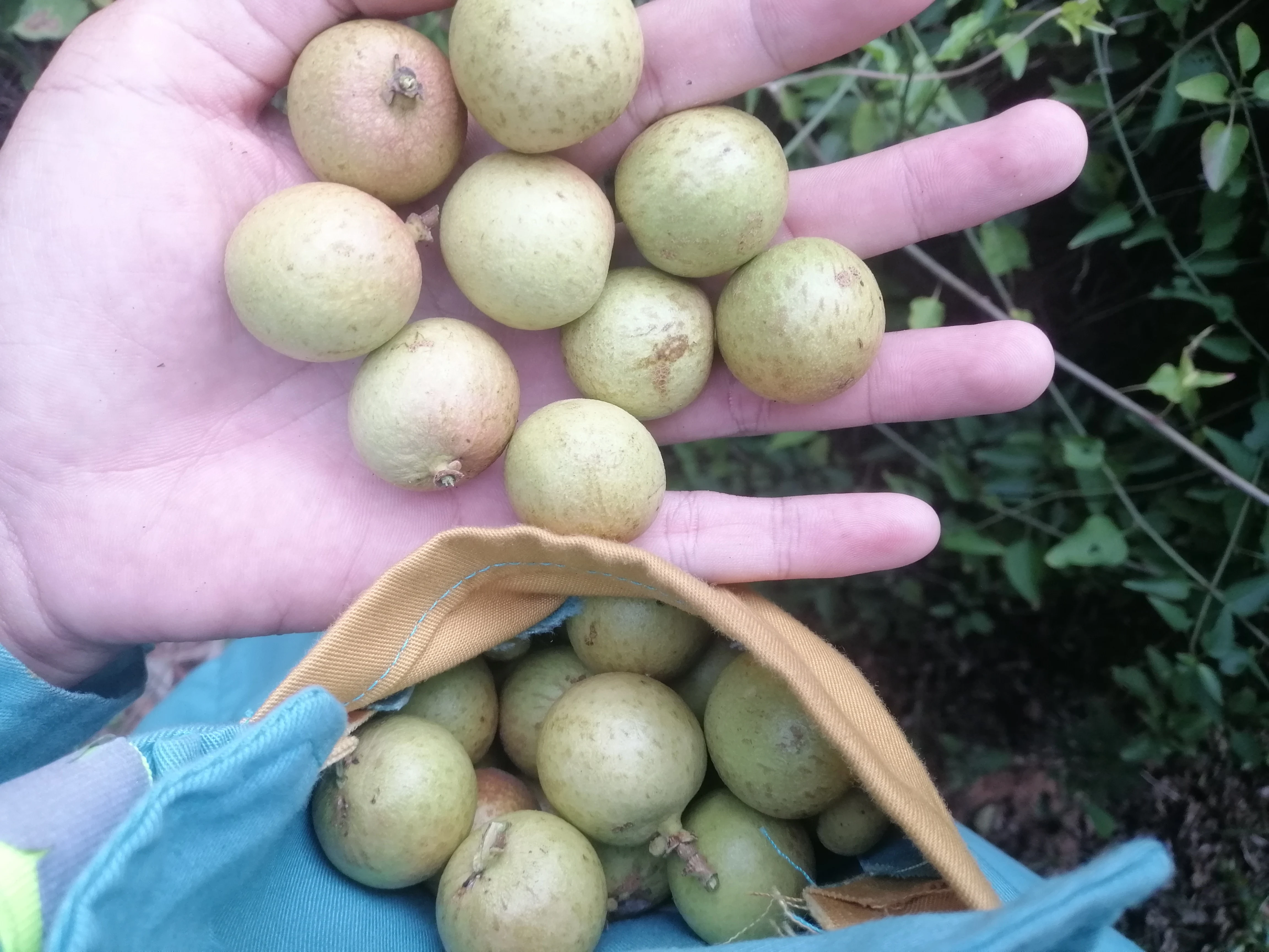 Mùa Nhãn Rừng Tháng 7 Vùng Đất Bình Thuận - Ninh Thuận.
