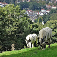 Cattle