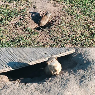 Perritos de la pradera de Mormon Row.