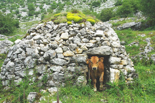 Teverga, braña de Los Fuexos, vaca saliendo de un corro