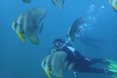 scuba diving with fishes