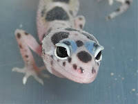 Black Hole Leopard Gecko1