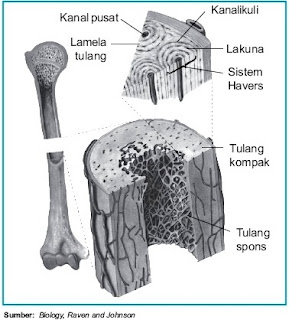 adalah kumpulan sel tulang yang mengeluarkan matriks Pintar Pelajaran Struktur dan Fungsi Tulang Keras pada Manusia dan Hewan