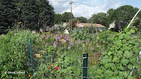 Vines and flowers - The Farm at Stratford, CT