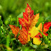 Maple Leaf Free desktop Wallpapers