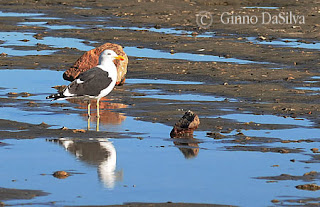 Gaviota cocinera en la restinga de Puerto Pirámides