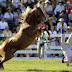 Fall from Notorious Horses