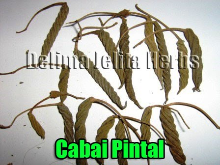 CABAI PINTAL