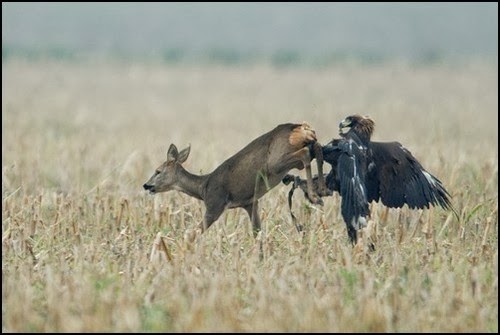 Harpy Eagle Beer Hunting