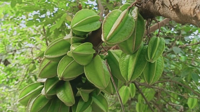 kamranga is a our national fruit