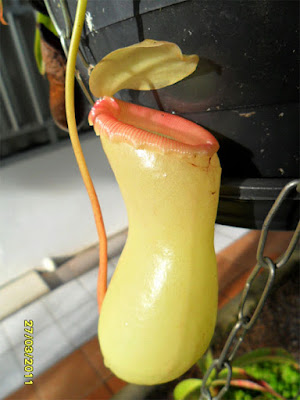 nepenthes ventricosa planta carnivora