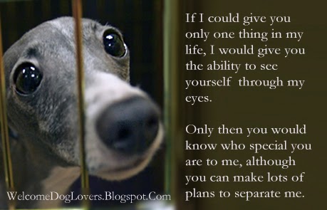 through dogs eyes