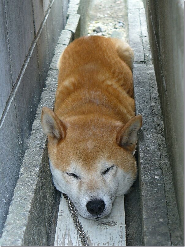 hasamaru_dogsleep