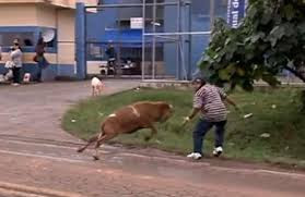 Brésil : Une chèvre terrorise un village (Video)